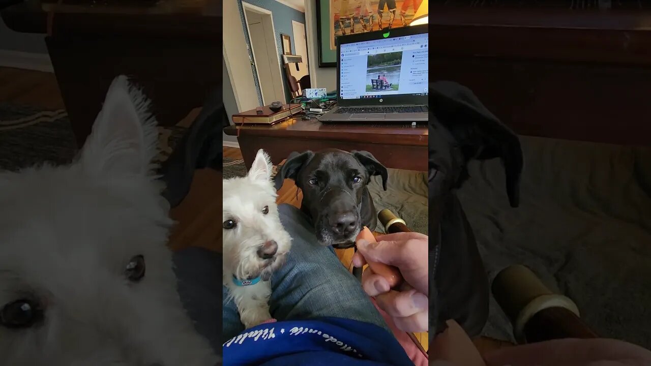 How many bites in a hotdog? #dog #hotdog