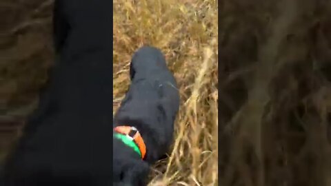 Ace doing a pheasant retrieve today. #shorts