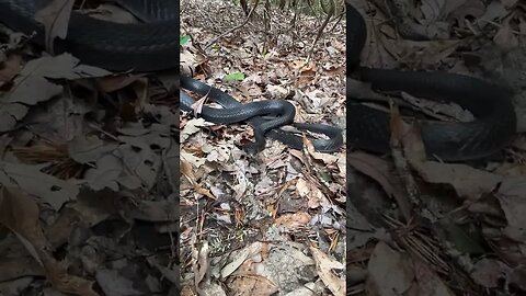 Black racer defensive behavior! #herping #shorts #snakes