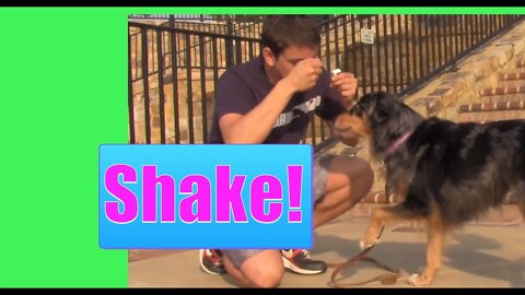 By far, the easiest trick to teach your dog (How to teach your dog to shake)