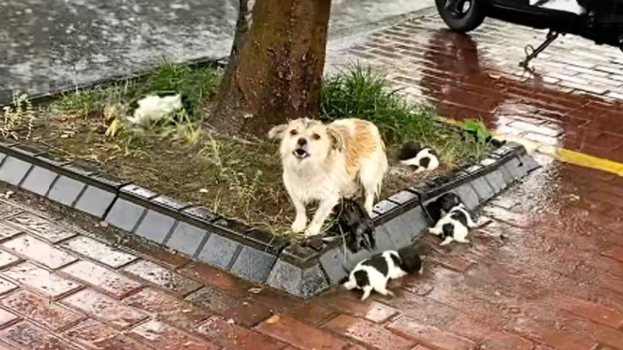 "Please, my cubs is dying", she cried loudly in the heavy rain watching her pups shivering from cold