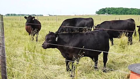 Foster is also the farm manager at the MSU Beef Cow-Calf Teaching Research Center and the Beef Cattle Teaching Research Center. He says they don't get a lot of visitors but they are open to the public.