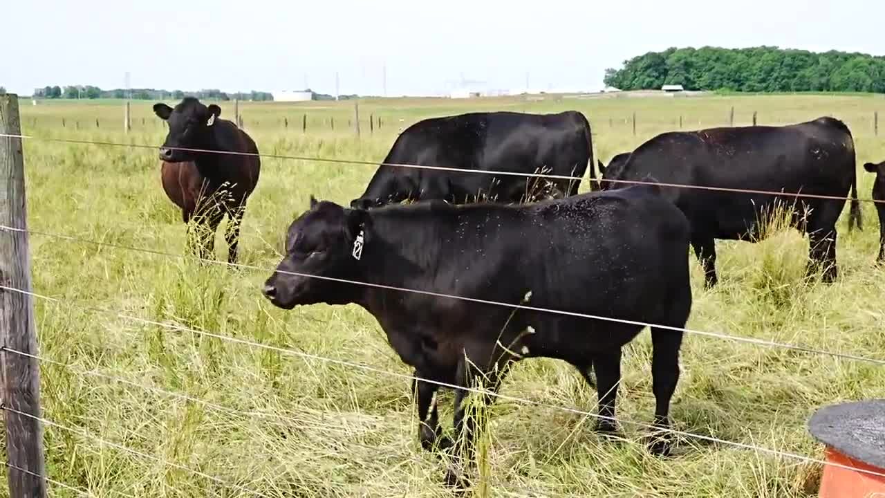 Foster is also the farm manager at the MSU Beef Cow-Calf Teaching Research Center and the Beef Cattle Teaching Research Center. He says they don't get a lot of visitors but they are open to the public.