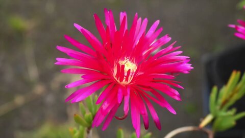 今天我花園的花