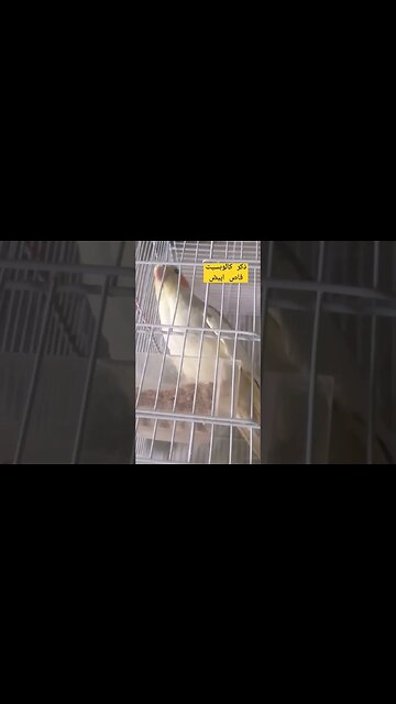 أجمل طائر كالوبسيت فاص أبيض كيوت روعة