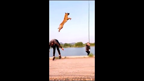 Dogs_That_Fly_-_Malinois_&_Alsatian_