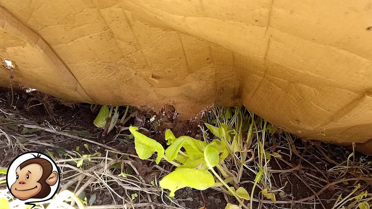 Using Cardboard to Kill Weeds in the Garden