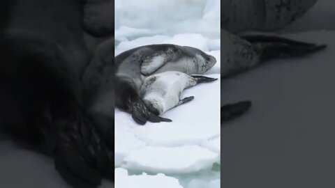 Seal mother saved his Baby | #Shorts #Animals #Ocean