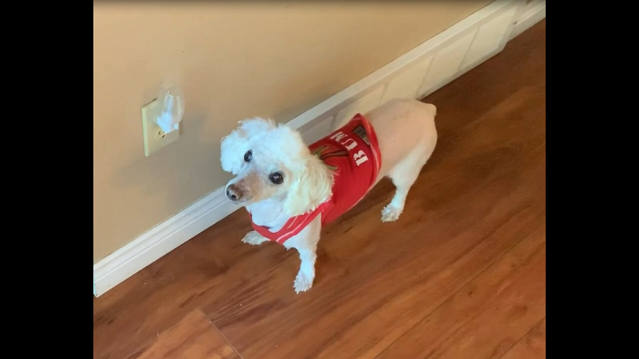 Devoted senior dog joins his owner walking laps during lockdown