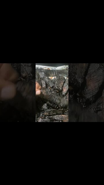 Meat just falling off the bone