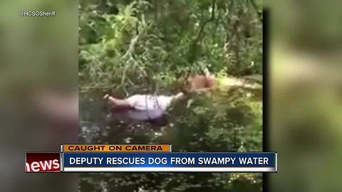 Deputy rescues dog from swampy water