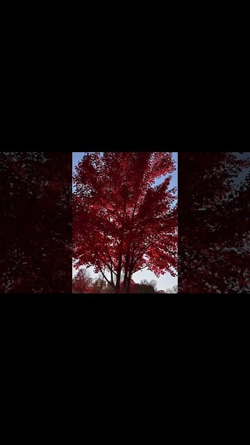 Always with me #ford #mustangsociety #fordperformance #fordracing #shelby #shorts