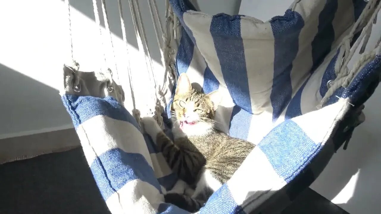 Cat Bites the Chair