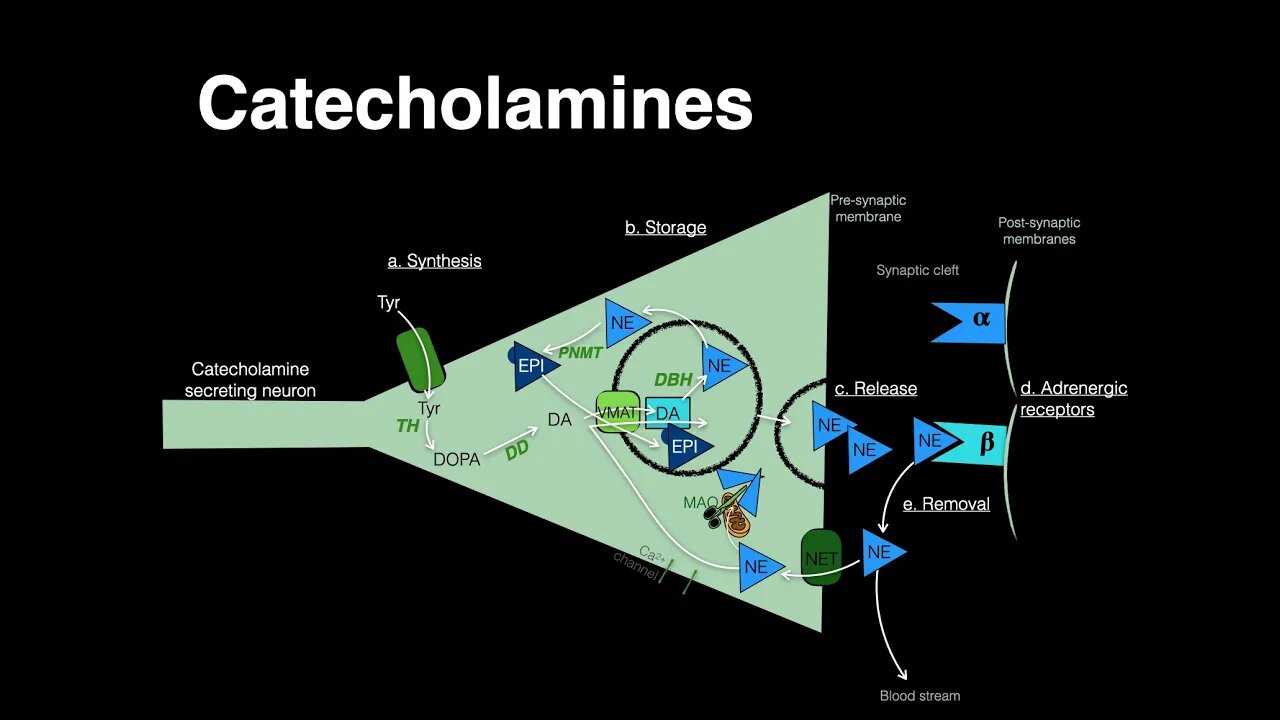 Catecholamines (Norepinephrine, Epinephrine)