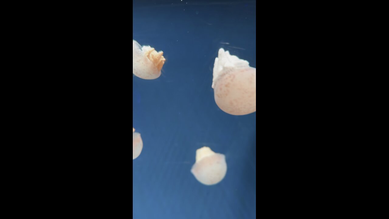 NO BRAIN AND WITHOUT EYE