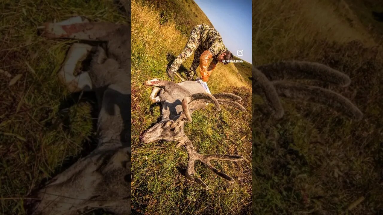 GIANT Southern Alberta mule deer spot and stalk BOWHUNTING the badlands 😳