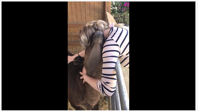 Precious calf loves to give human hugs