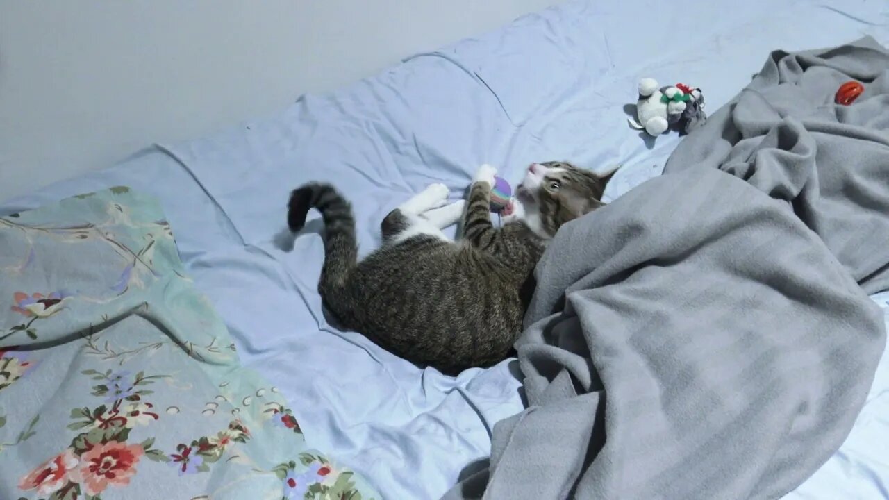 Cat in Bed