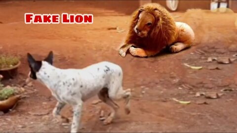 Fake Tiger Prank Dog, & Funny Challenge Video, Fake Lion Prank Real Dog
