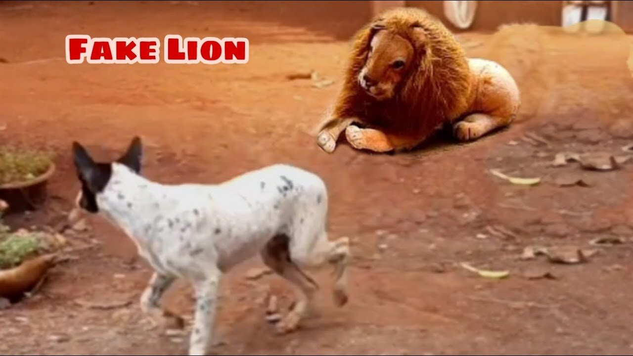 Fake Tiger Prank Dog, & Funny Challenge Video, Fake Lion Prank Real Dog