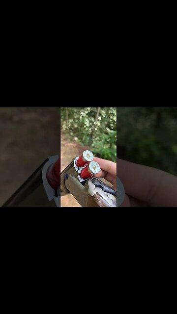 Over Under 12 gauge Tri-Star Setter #shorts