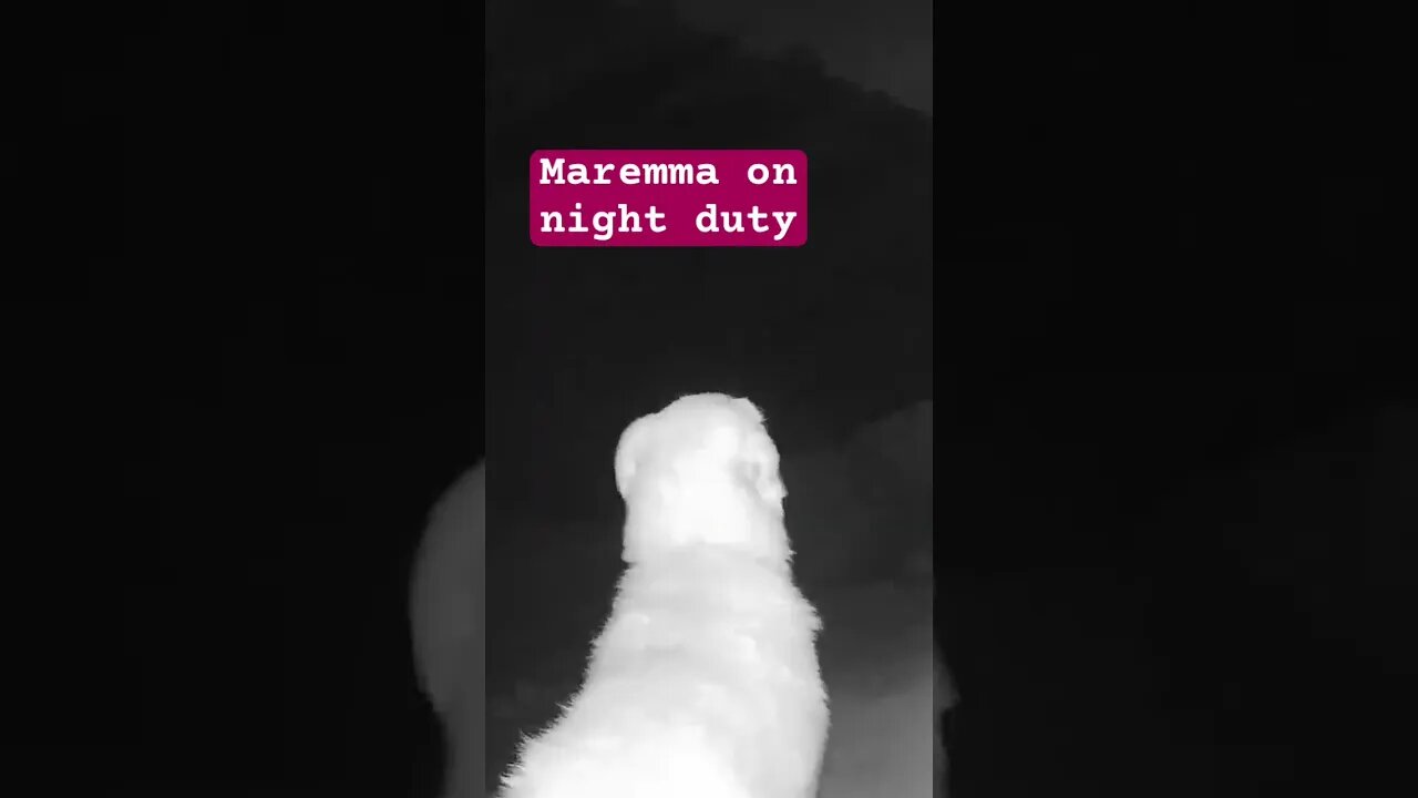 Livestock guardian on duty #maremma #livestockguardiandog