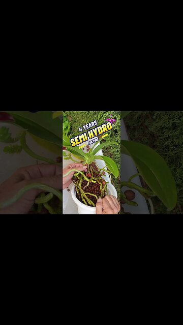 How's It Growing? 🤪 SAVE on Media! Orchid Species In LECA #ninjaorchids #semihydro #shorts