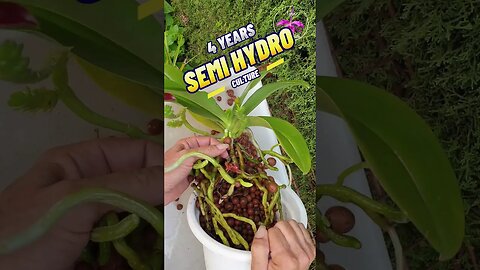 How's It Growing? 🤪 SAVE on Media! Orchid Species In LECA #ninjaorchids #semihydro #shorts