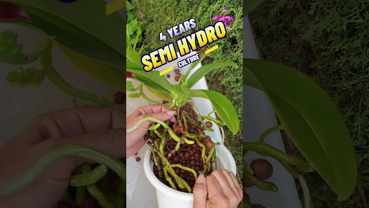 How's It Growing? 🤪 SAVE on Media! Orchid Species In LECA #ninjaorchids #semihydro #shorts