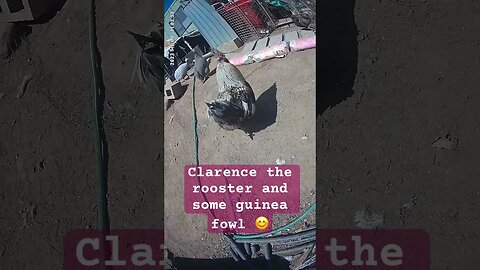 Clarence the rooster followed by some guinea fowl