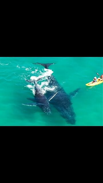 Playful whale calf gives kayakers a big push