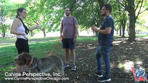 Consultation: Goose | When Behavior Issues Start As A Puppy But Are Overlooked, Leash Reactivity