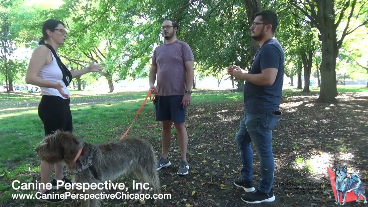 Consultation: Goose | When Behavior Issues Start As A Puppy But Are Overlooked, Leash Reactivity
