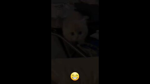 Cat funny video 📷📸
