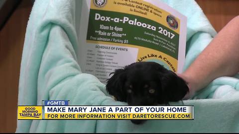 Oct. 28 Rescues in Action: Mary Jane needs forever home