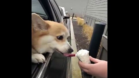 Funny Dog Videos - March 2021