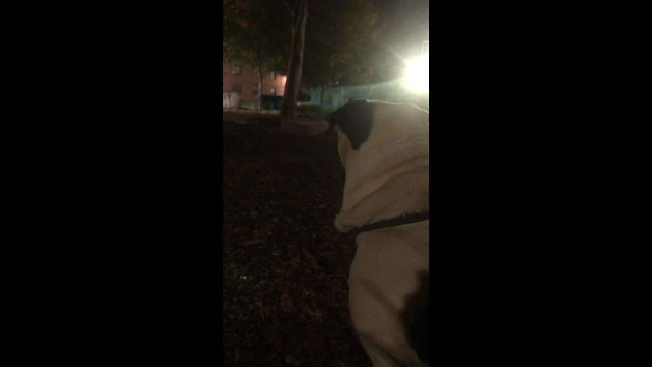 Seven in the hood 113st Nyc