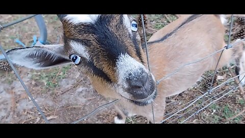 Goat scared of farts! #shorts