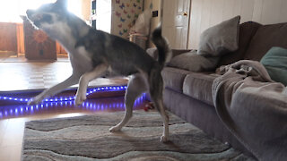 Bored Husky Entertains Herself With Broken Toy
