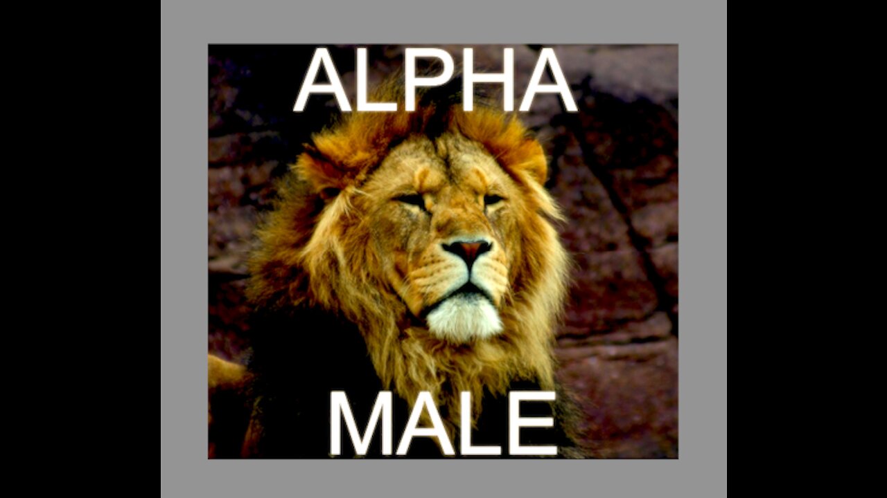 The ALPHA MALE in 2021