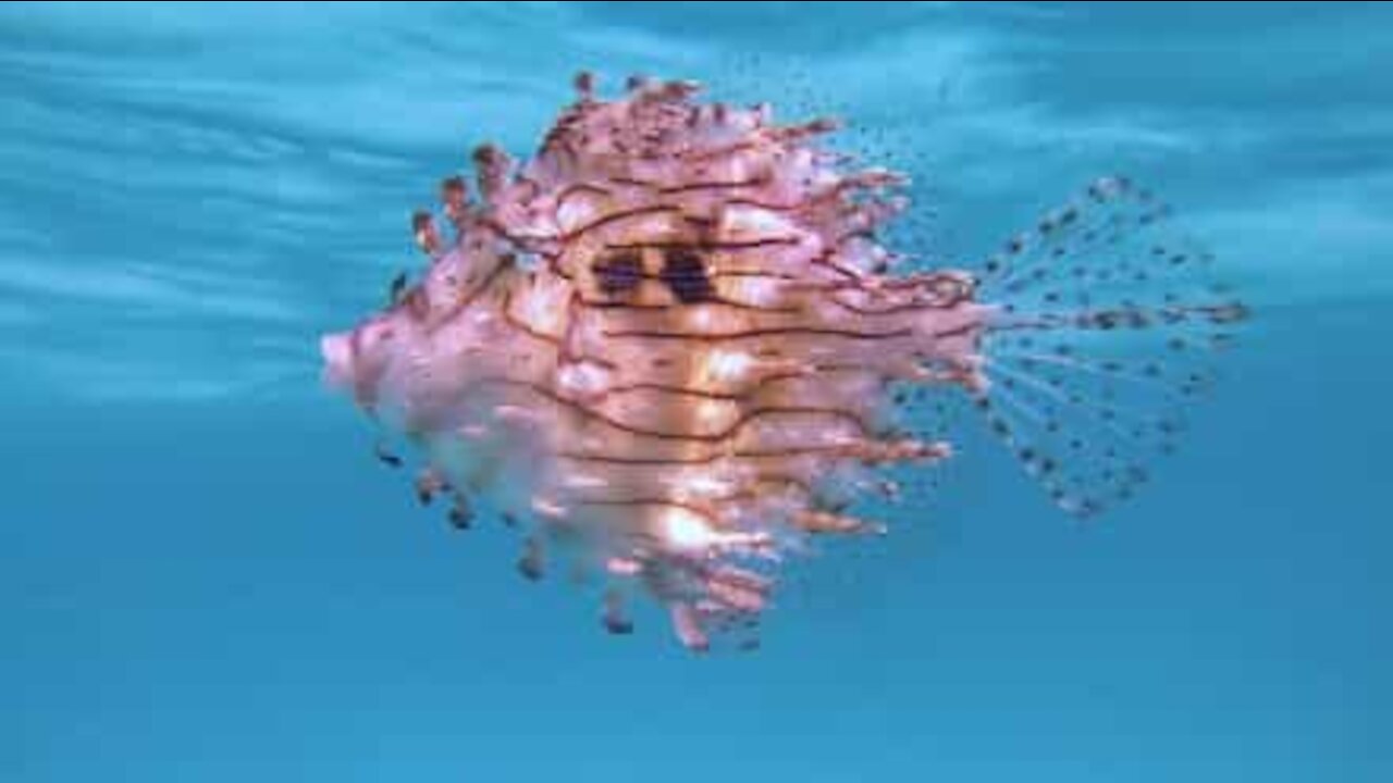 Un poisson d'une beauté exceptionnelle a été vu par un plongeur