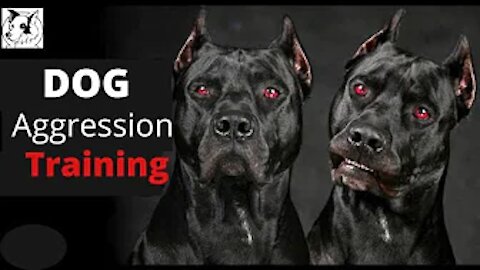 how to train a aggressive dog