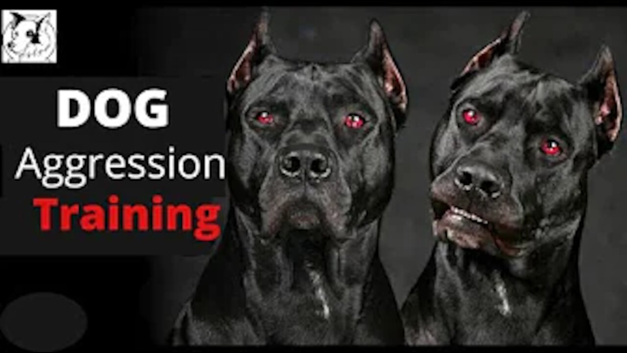 how to train a aggressive dog
