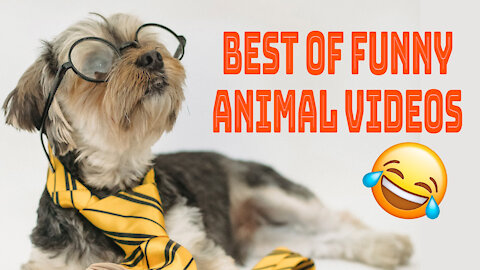 The Best Of Funny Animal Videos 😁 - Memo Here ★