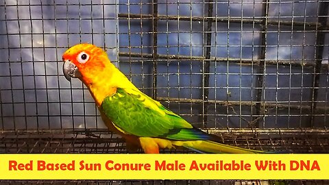 Red Based Sun Conure Male Available With DNA | #sunconure | @BikisAviary