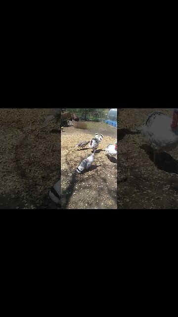 Roger and the Young Turks