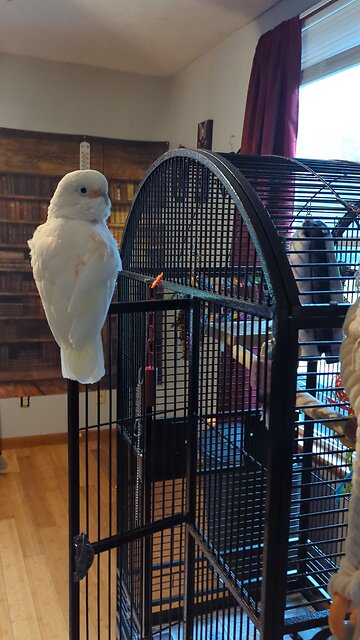 Sunny Boy 🩵 The Goffins Cockatoo