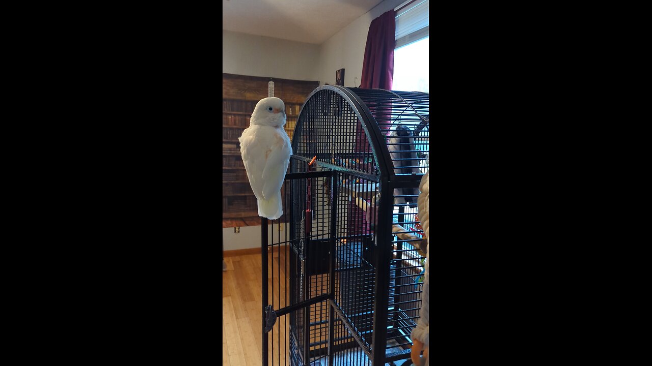 Sunny Boy 🩵 The Goffins Cockatoo