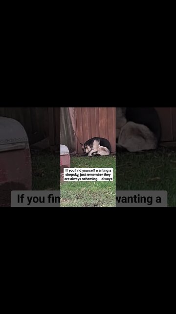 Things You Should Know About Shepskys