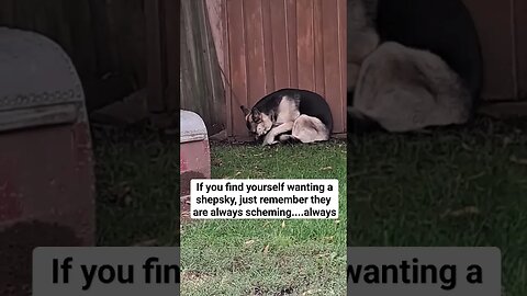 Things You Should Know About Shepskys
